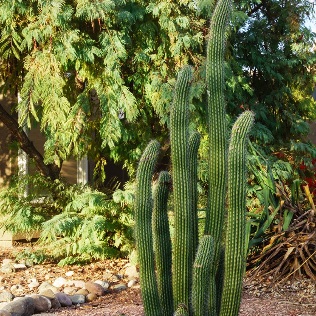 Stenocereus griseus - Cactus