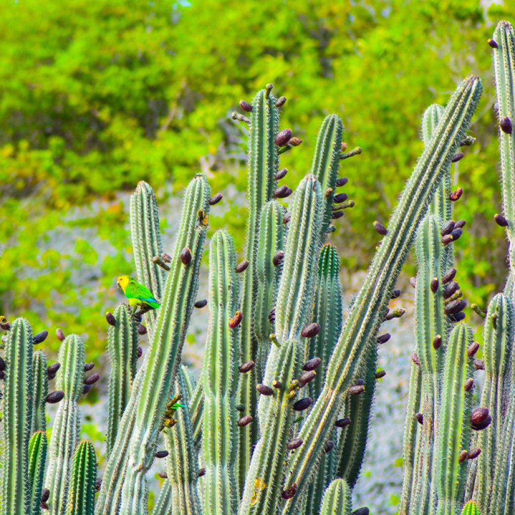 Stenocereus griseus - Cactus