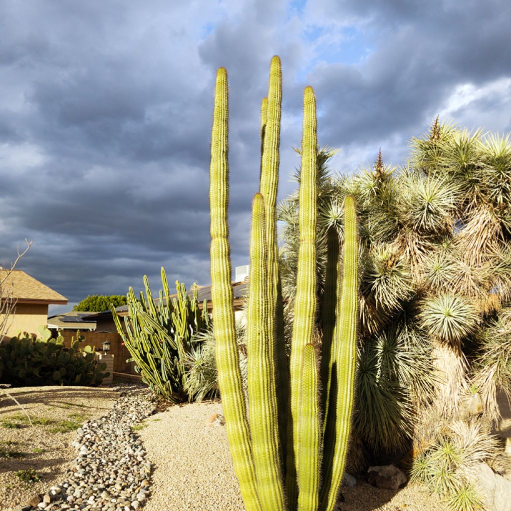 Stenocereus griseus - Cactus