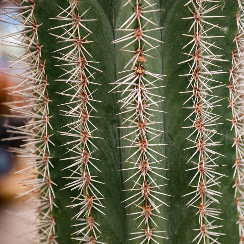 Stenocereus griseus - Cactus