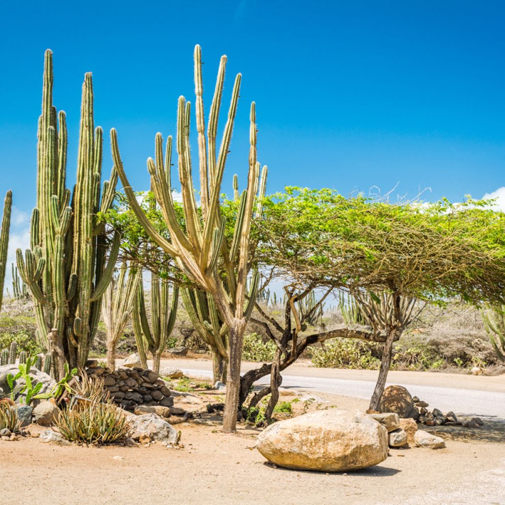 Stenocereus griseus - Cactus