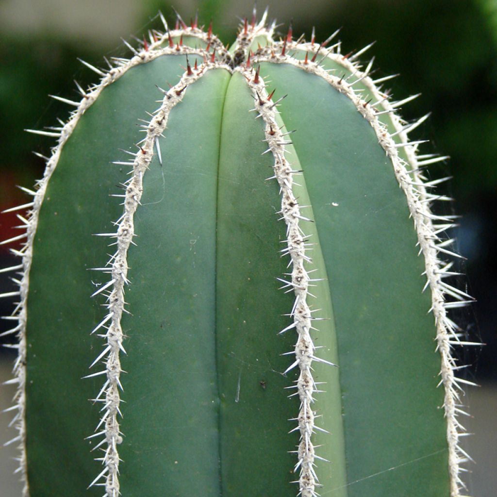 Stenocereus marginatus - Organ pipe cactus