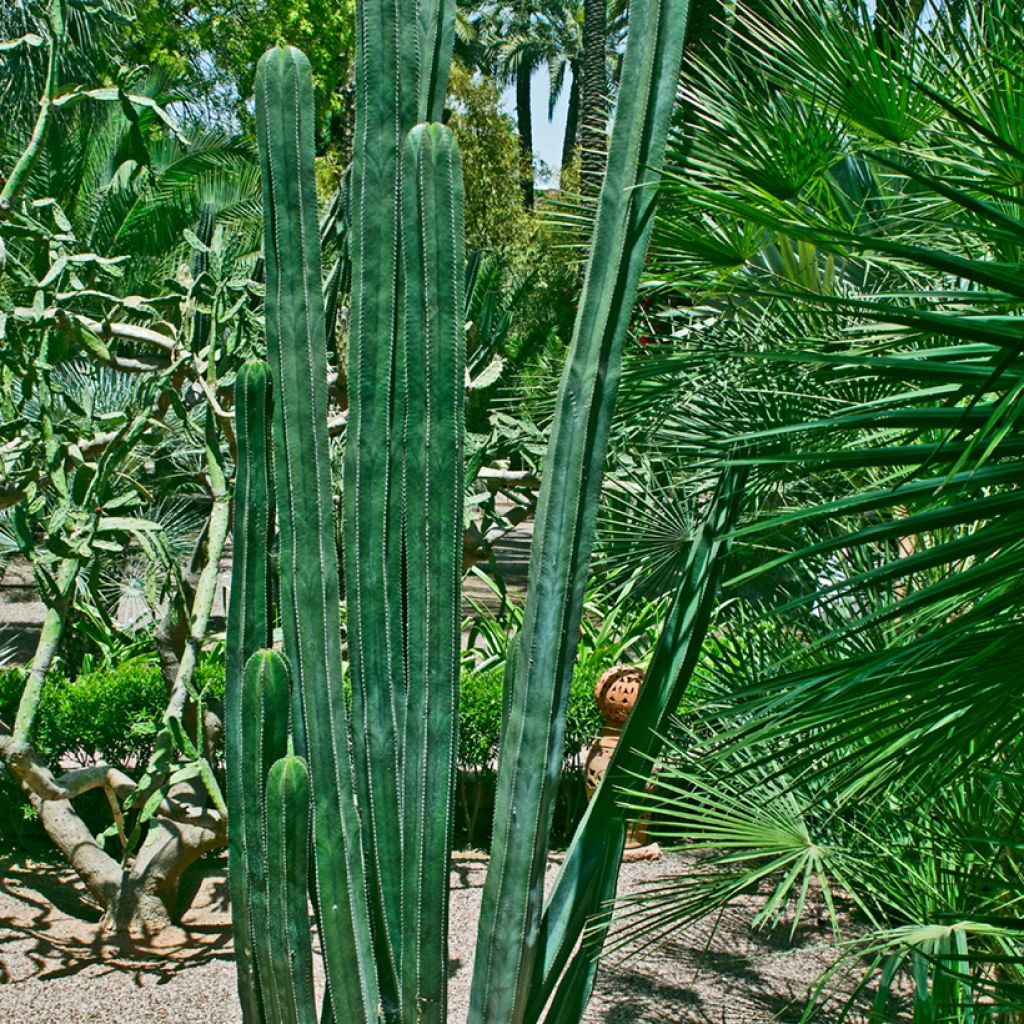 Stenocereus marginatus - Organ pipe cactus