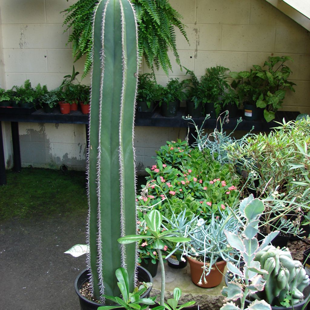 Stenocereus marginatus - Organ pipe cactus