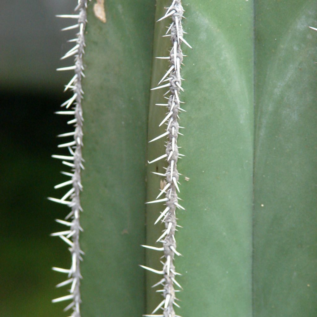 Stenocereus marginatus - Organ pipe cactus