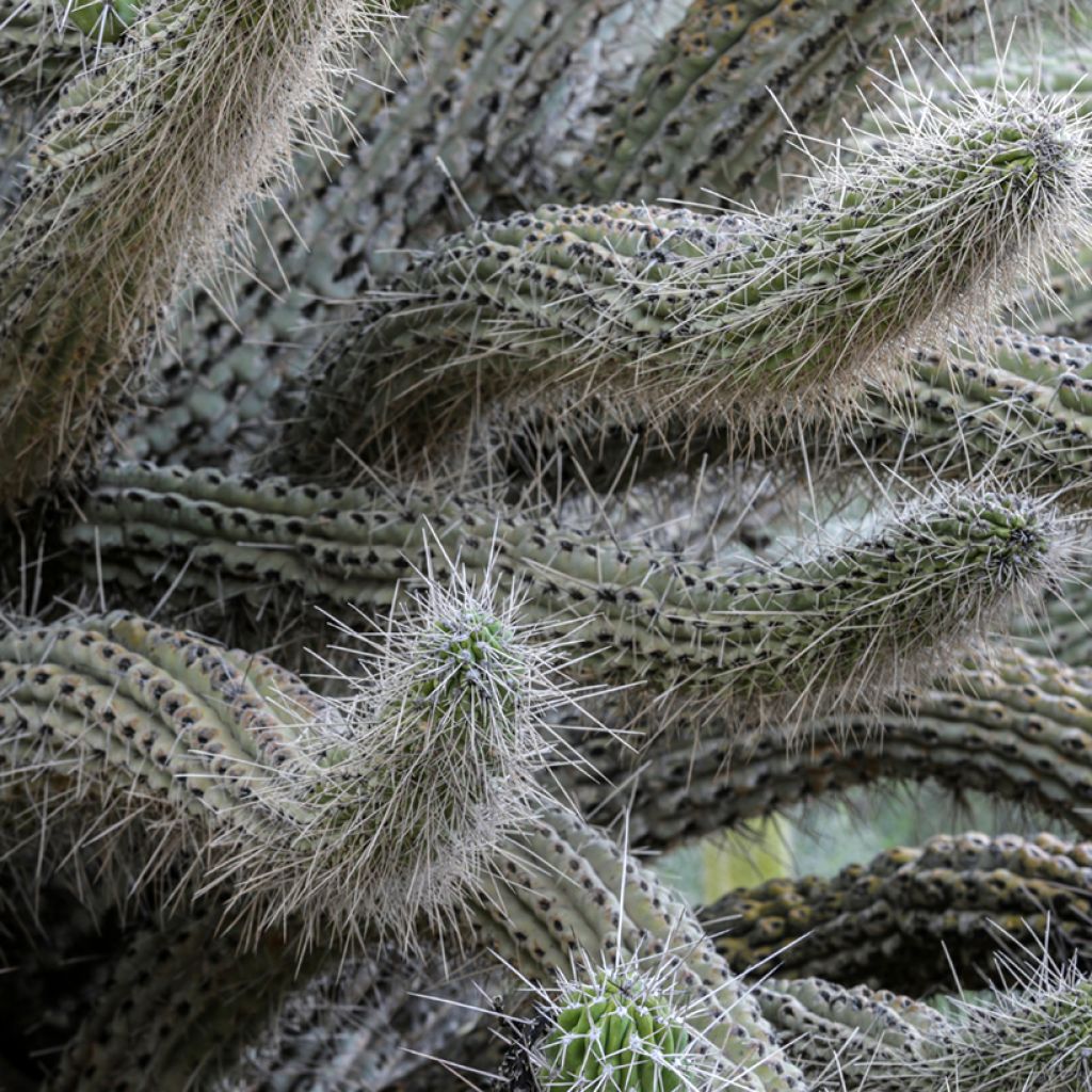 Stetsonia coryne - Toothpick cactus