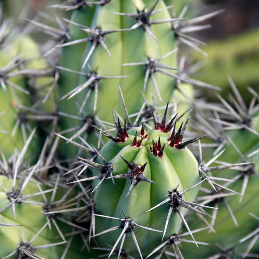 Stetsonia coryne - Toothpick cactus