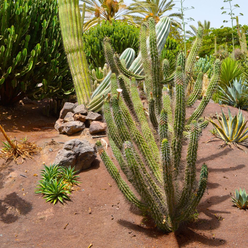 Stetsonia coryne - Toothpick cactus