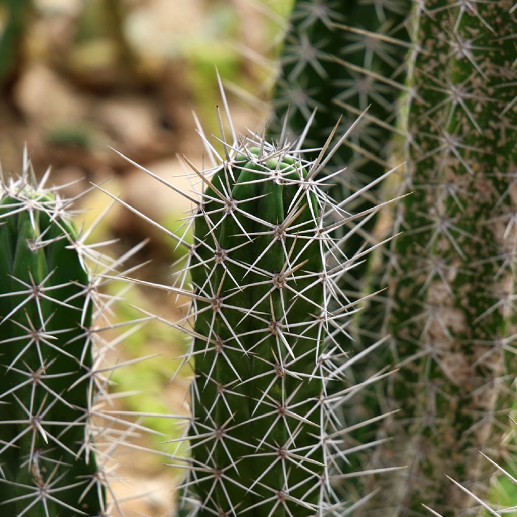 Stetsonia coryne - Toothpick cactus