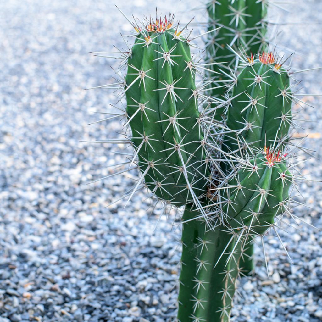 Stetsonia coryne - Toothpick cactus