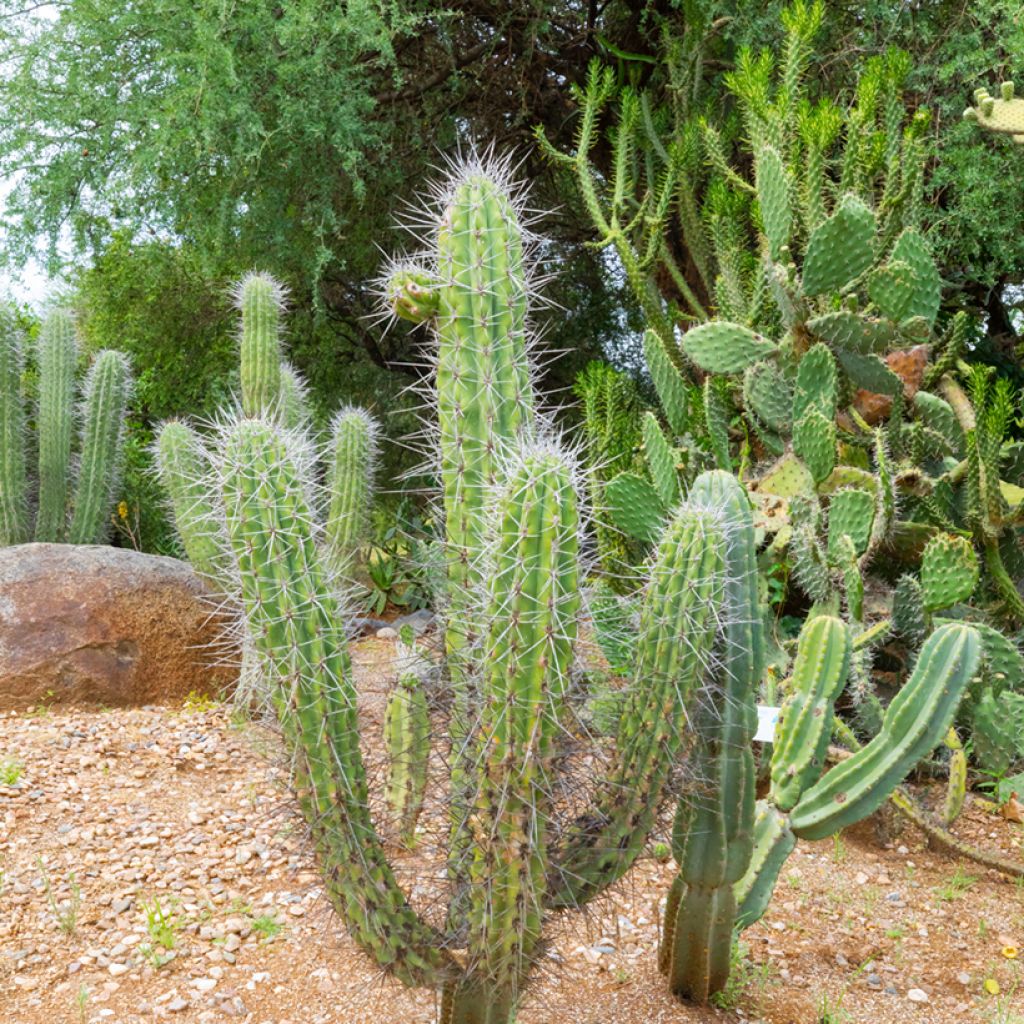 Stetsonia coryne - Toothpick cactus
