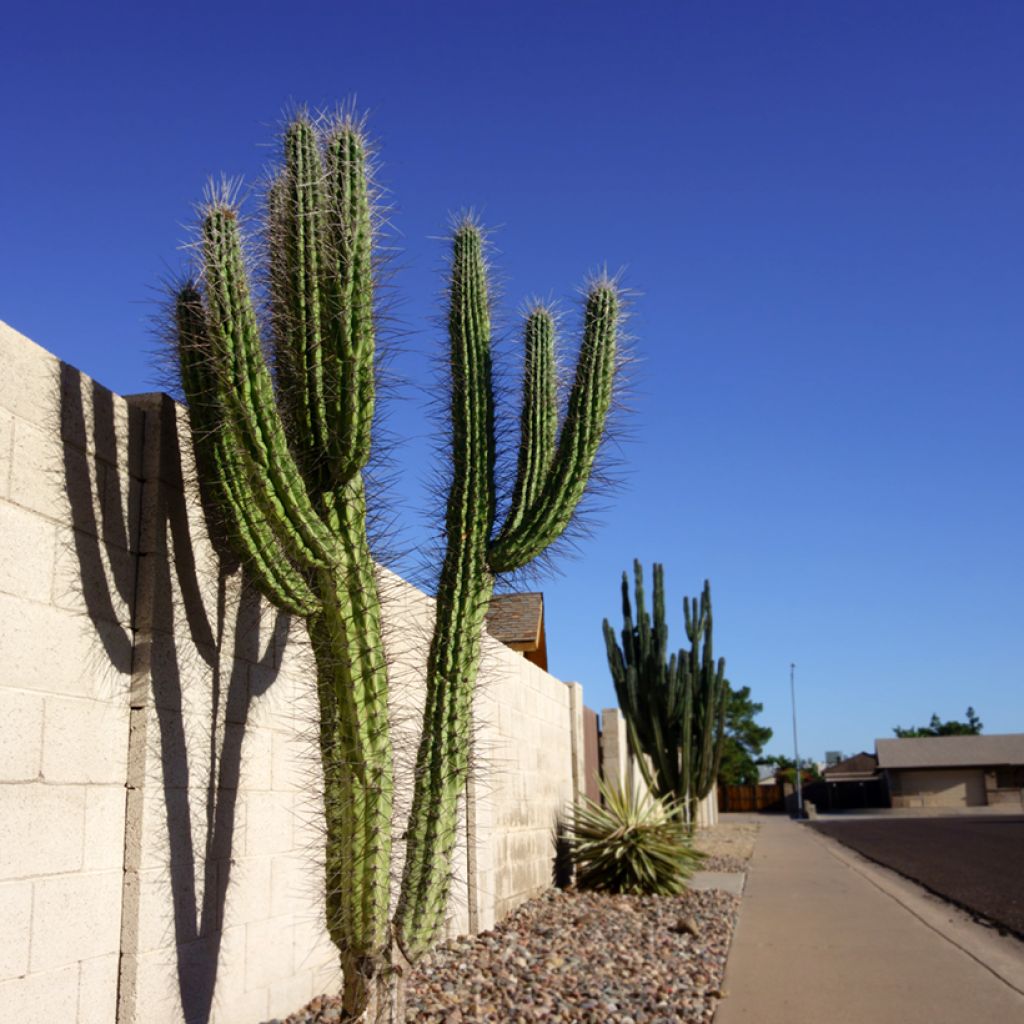 Stetsonia coryne - Toothpick cactus