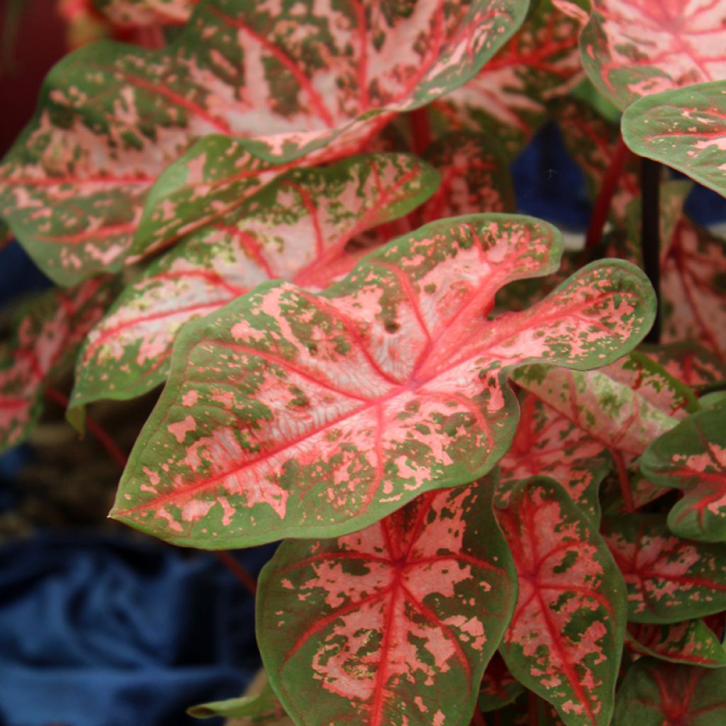 Caladium Carolyn Whorton - Angel Wings