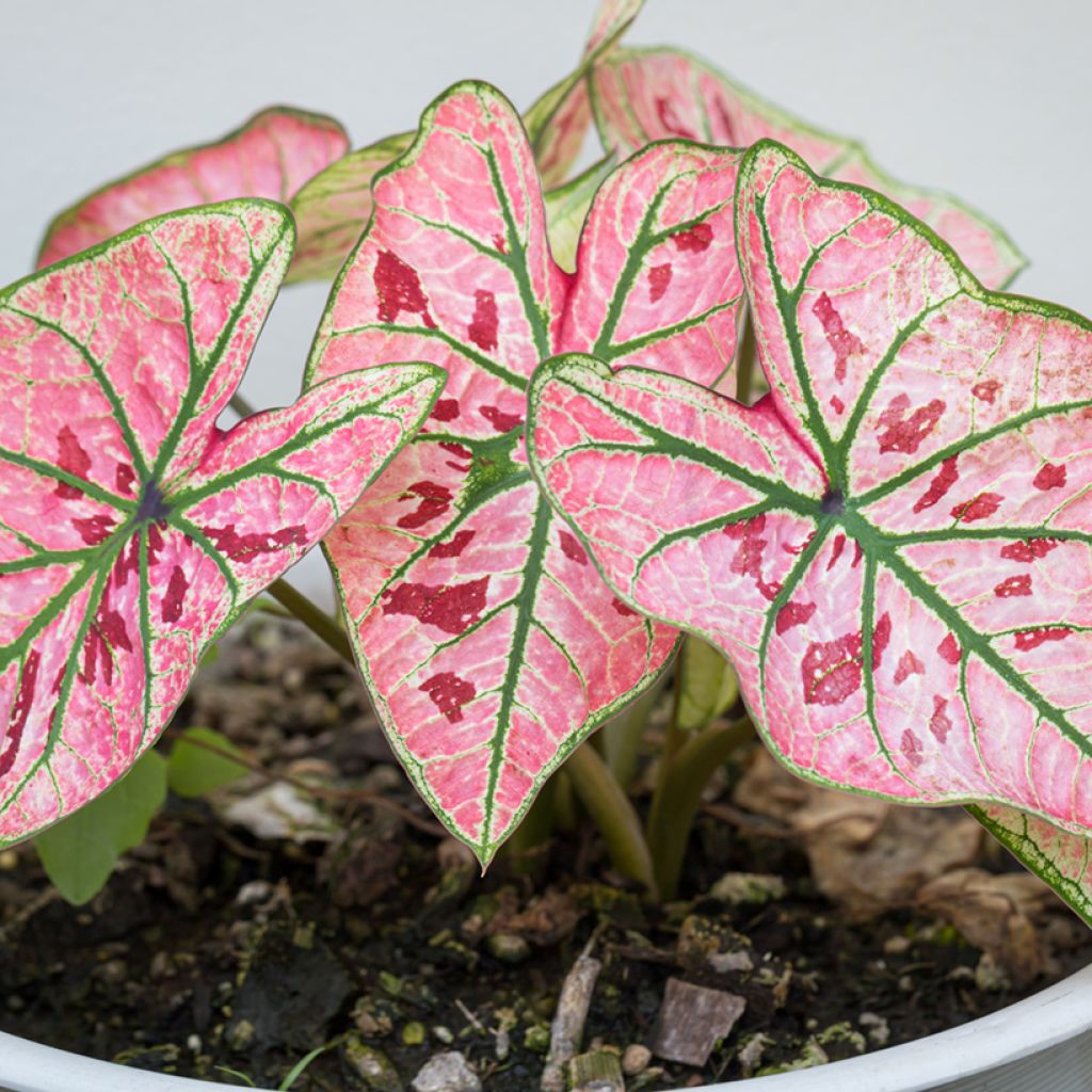 Caladium Strawberry Star