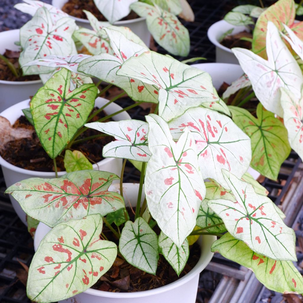 Caladium Strawberry Star