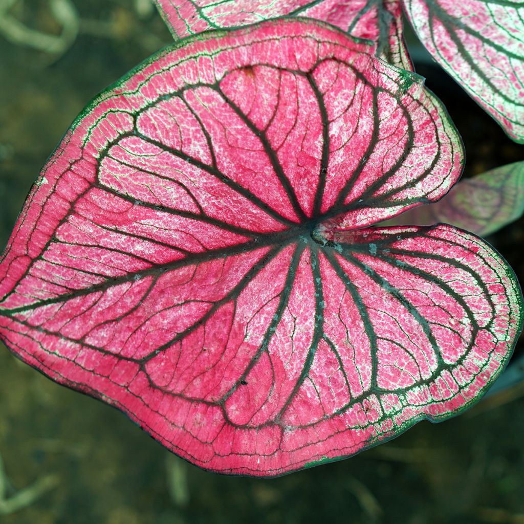 Caladium Lucia - Elephant ear