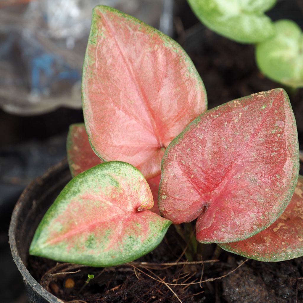 Caladium Maculatum - Elephant ear