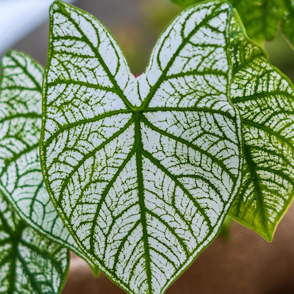 Caladium Pliage - Elephant ear