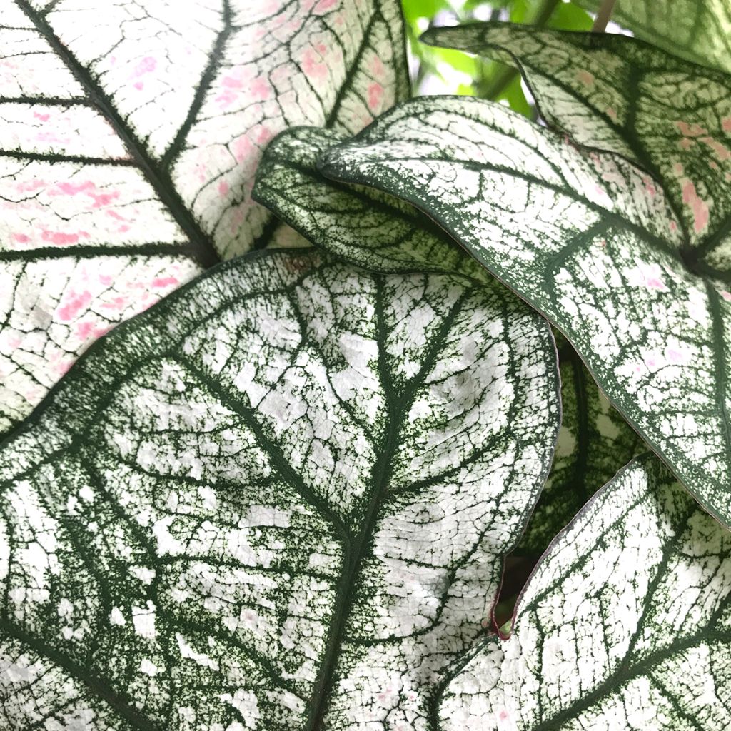 Caladium Pliage - Elephant ear
