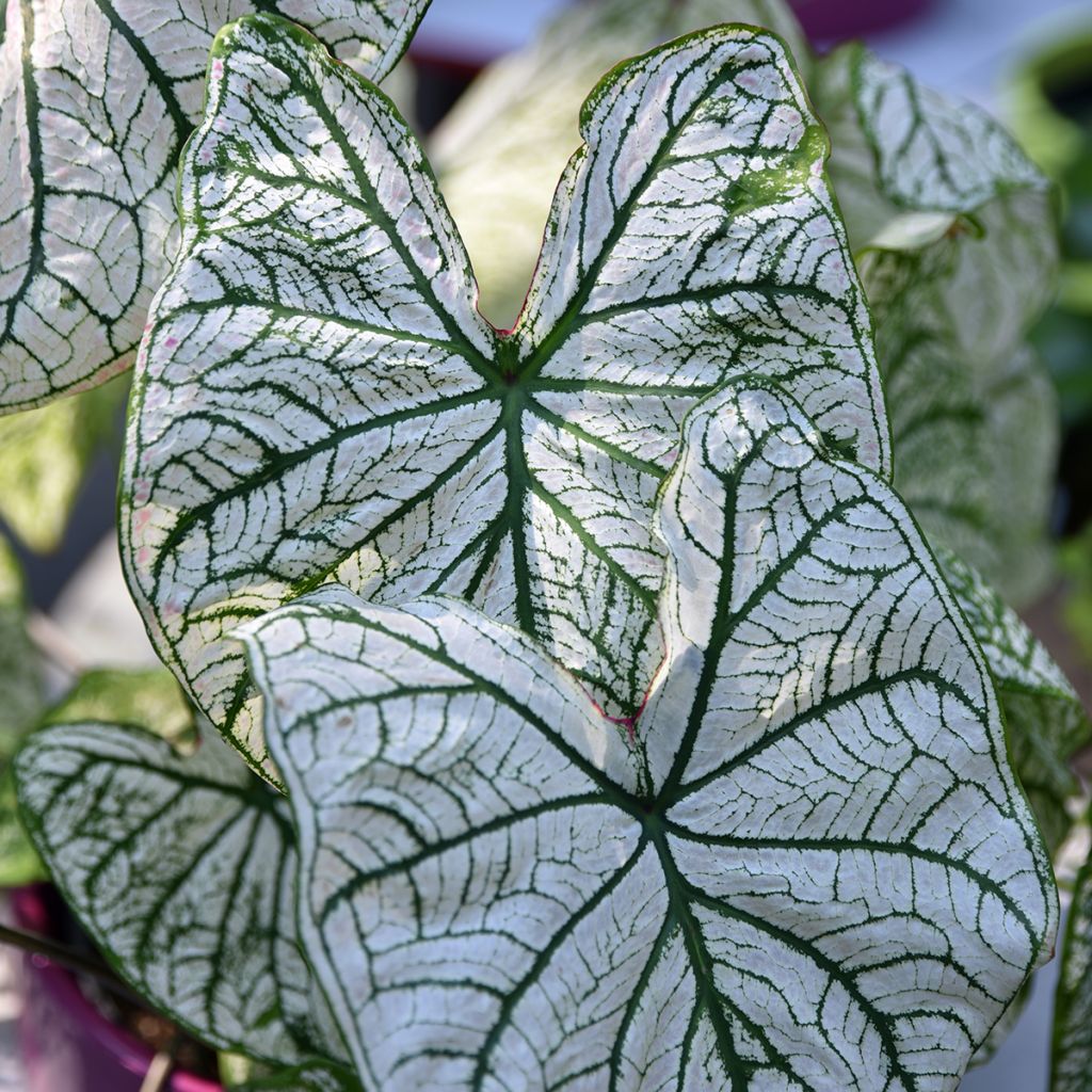 Caladium Pliage - Elephant ear