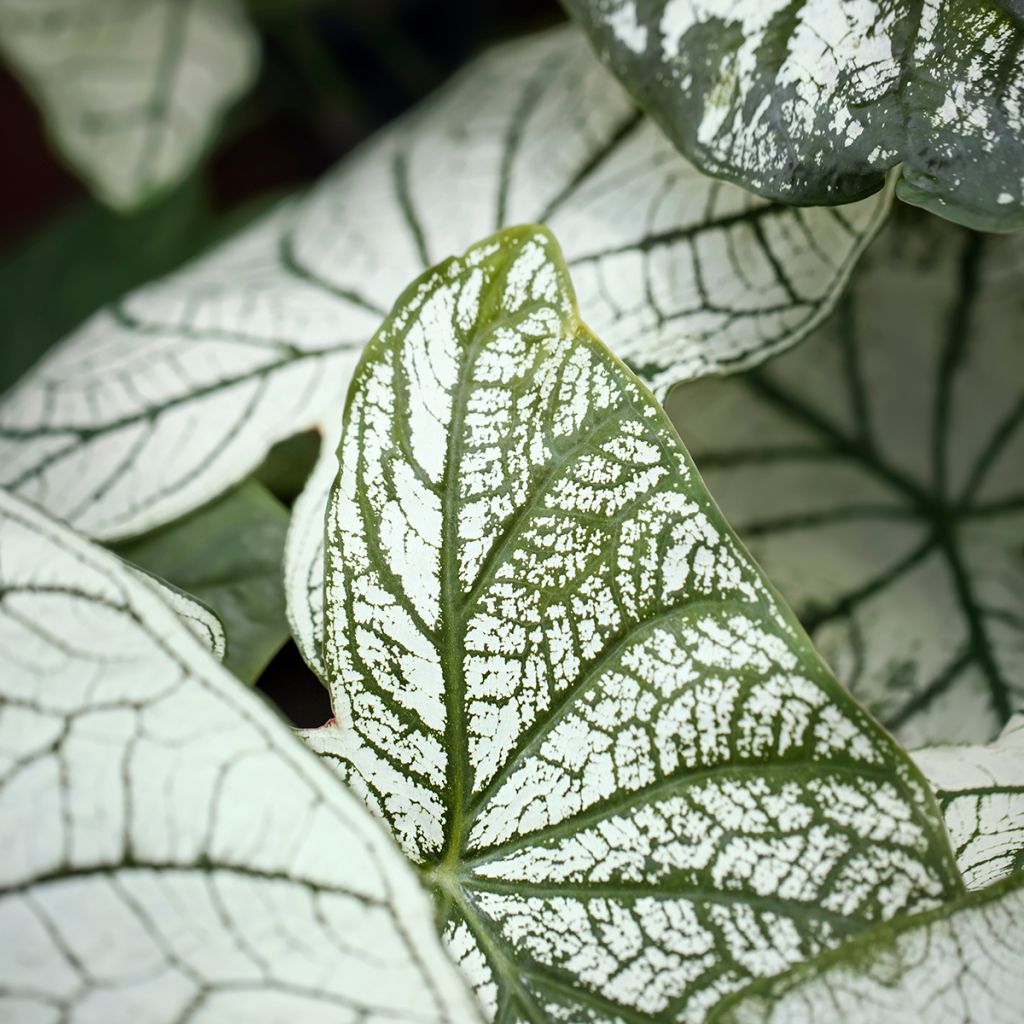 Caladium Pliage - Elephant ear