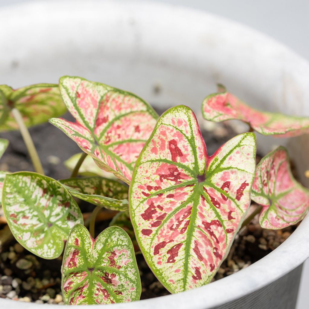 Caladium Purple Light - Elephant ear