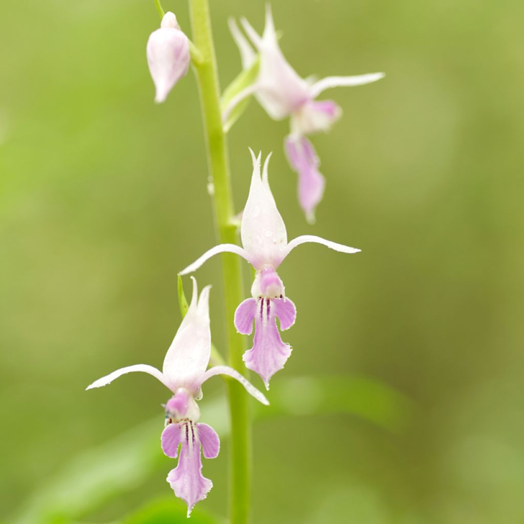 Calanthe reflexa - Garden orchid