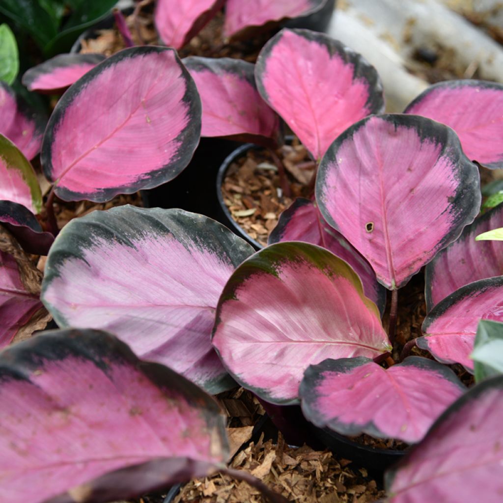 Calathea picturata Crimson