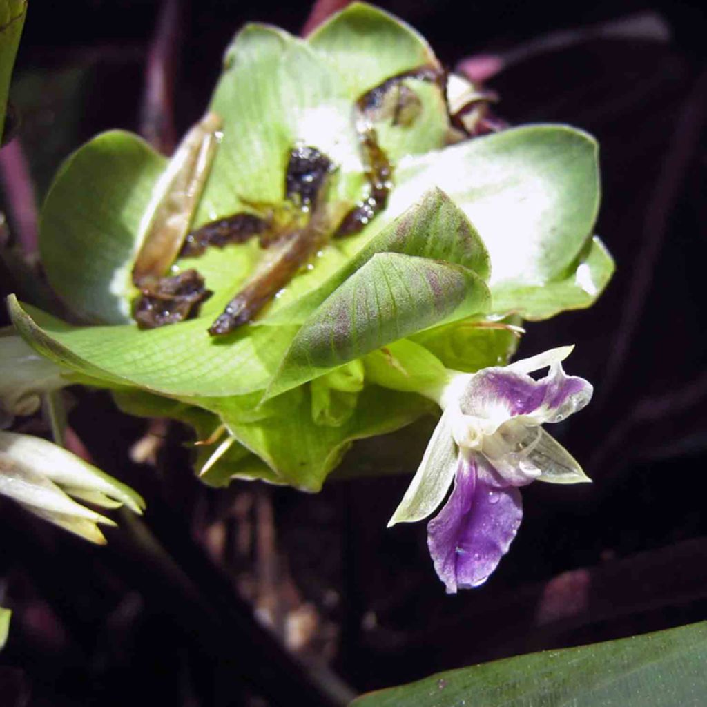 Calathea roseopicta Dottie