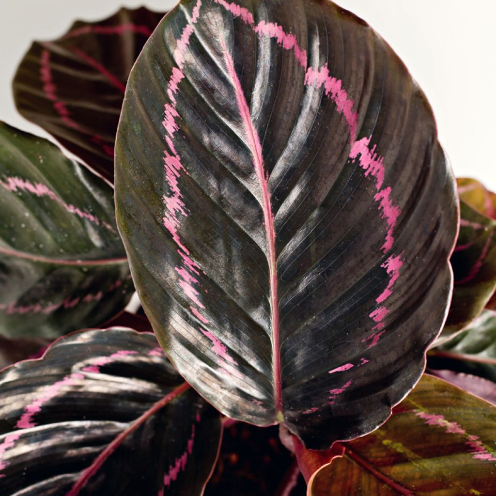 Calathea roseopicta Dottie
