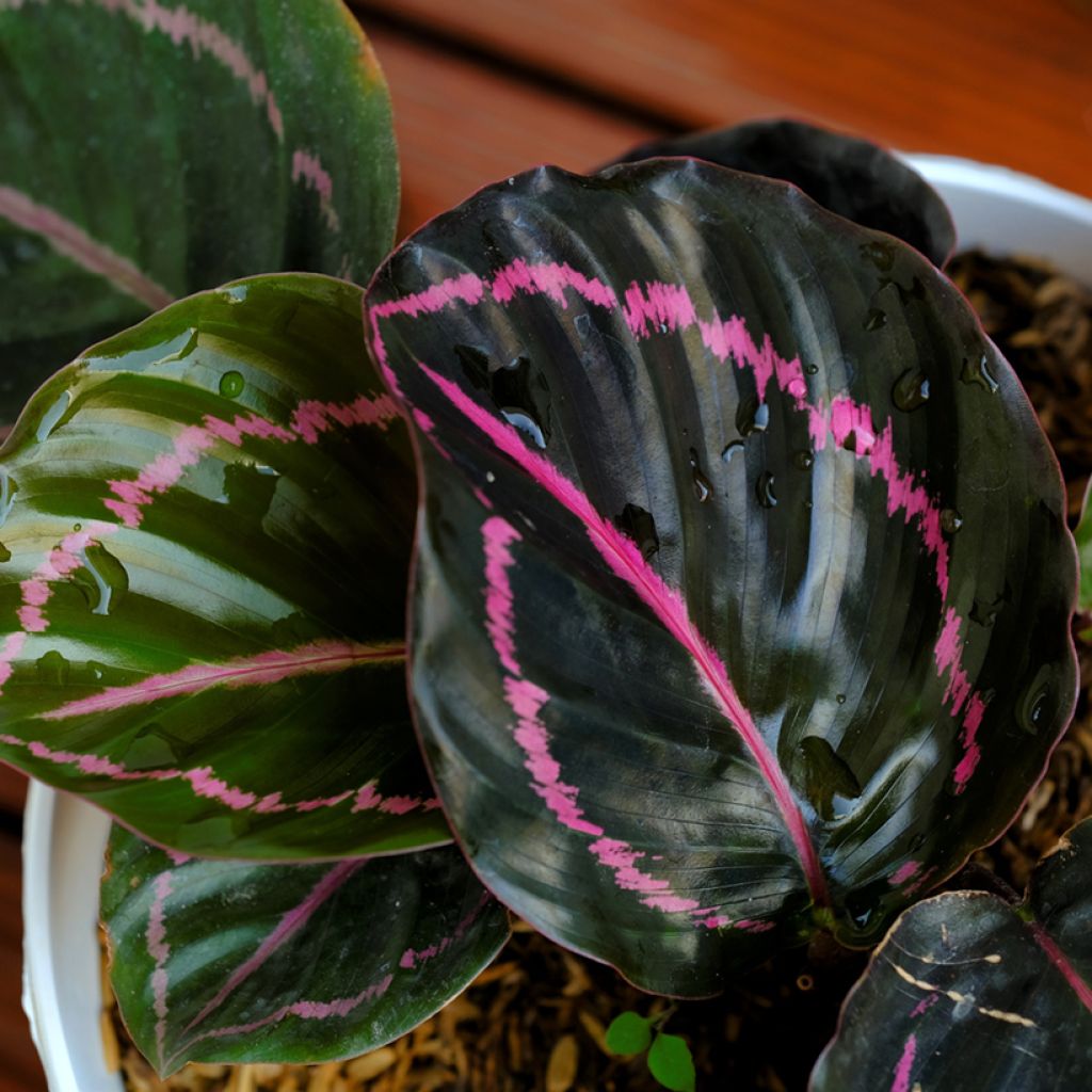 Calathea roseopicta Dottie