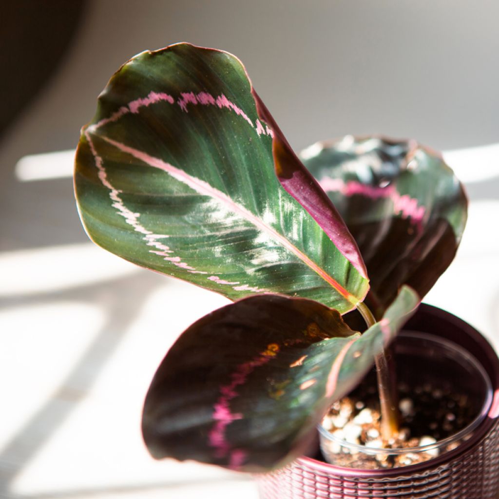 Calathea roseopicta Dottie