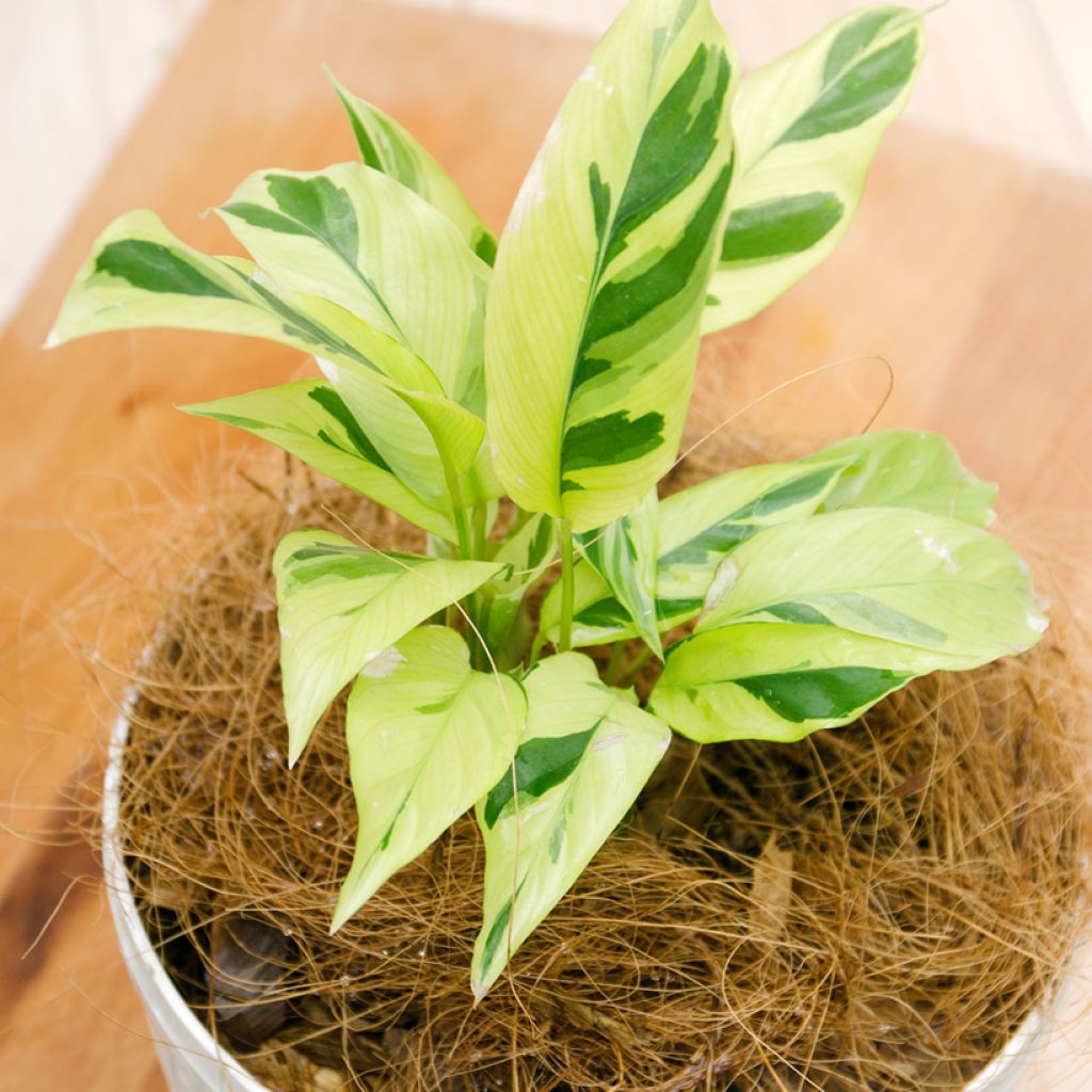 Calathea lietzei Yellow Fusion