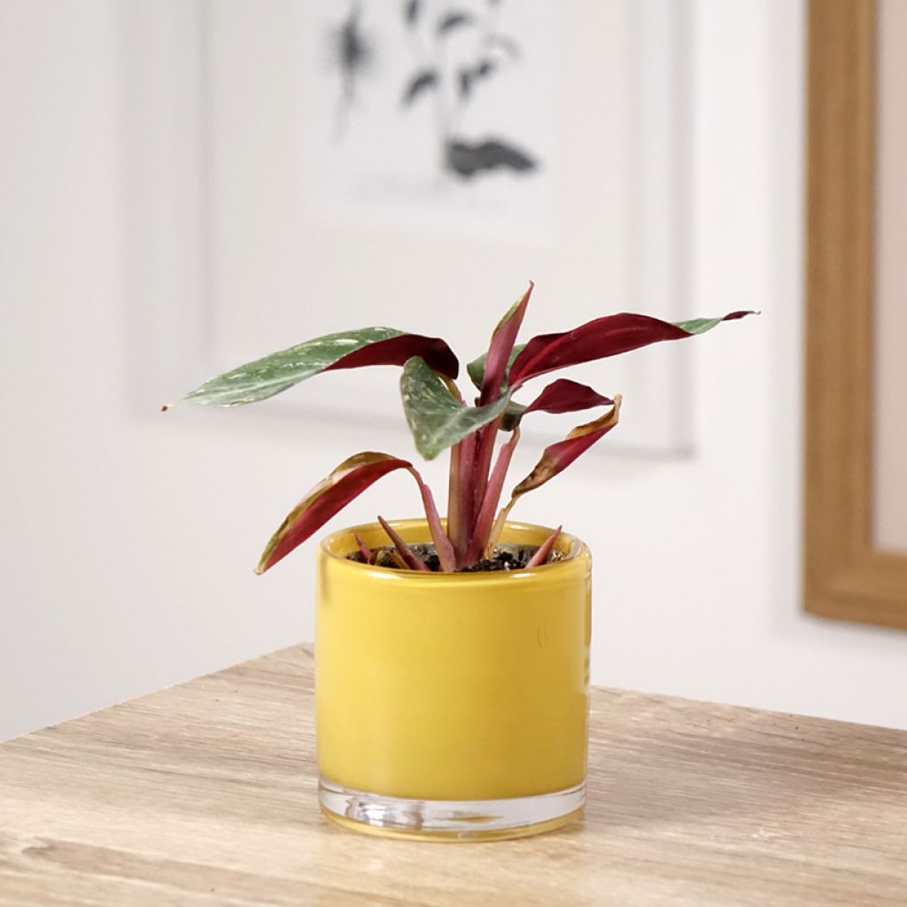 Calathea sanguinea Magic Star