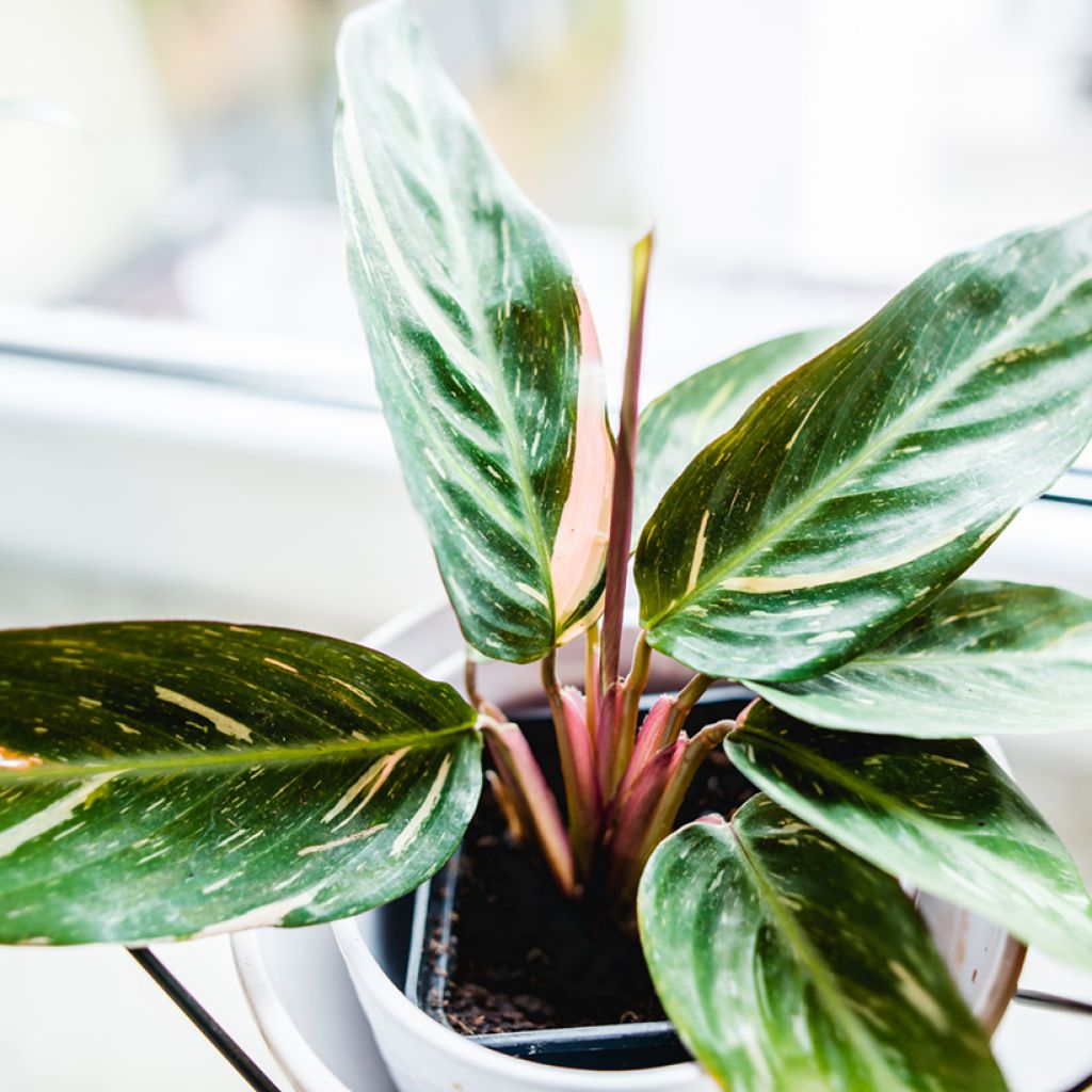 Calathea sanguinea Magic Star