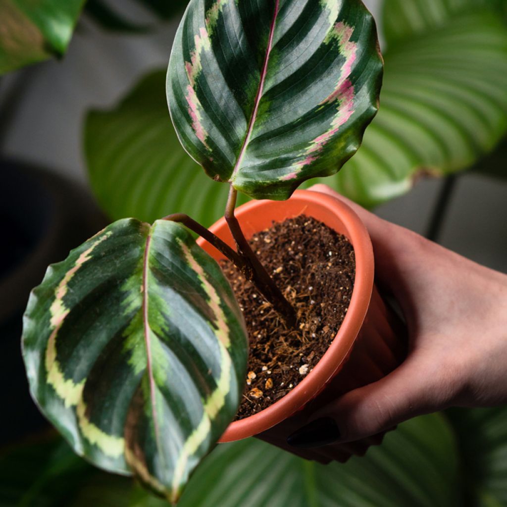 Calathea roseopicta Medallion - Rose-painted calathea