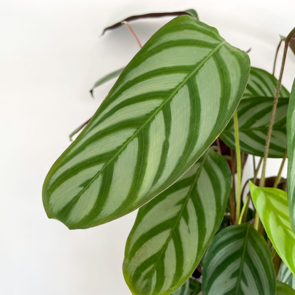 Ctenanthe oppenheimiana - Never-never plant