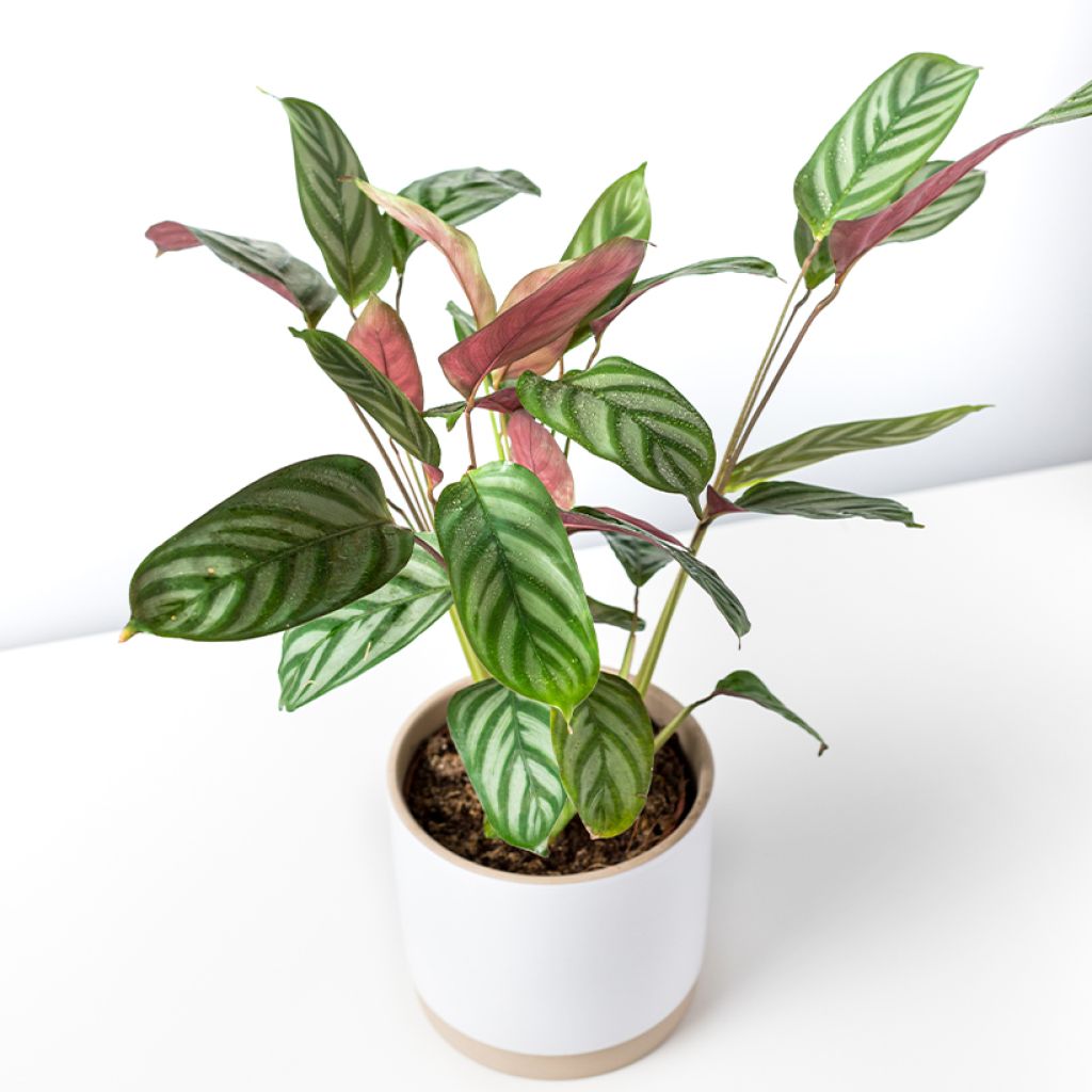 Ctenanthe oppenheimiana - Never-never plant