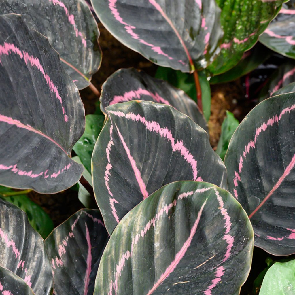 Calathea roseopicta - Rose-painted calathea