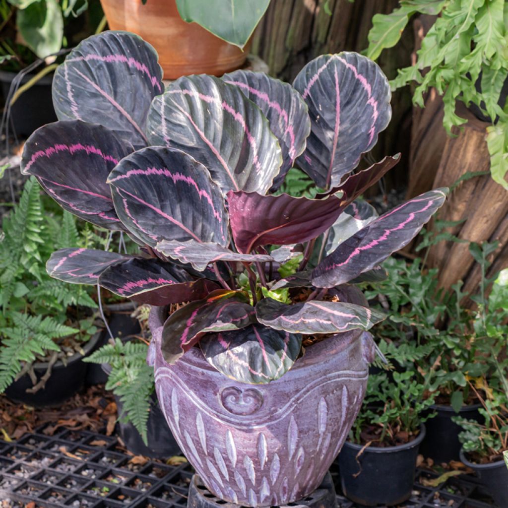 Calathea roseopicta - Rose-painted calathea