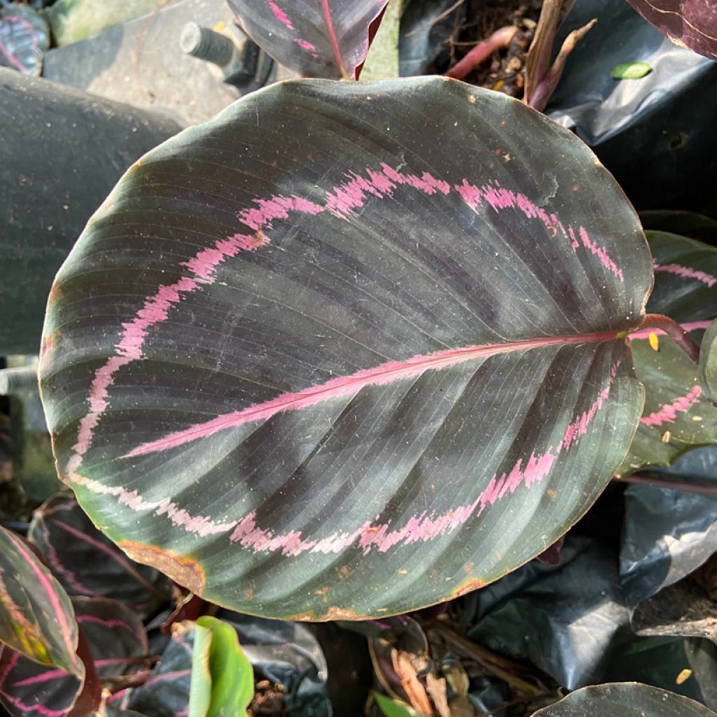 Calathea roseopicta - Rose-painted calathea