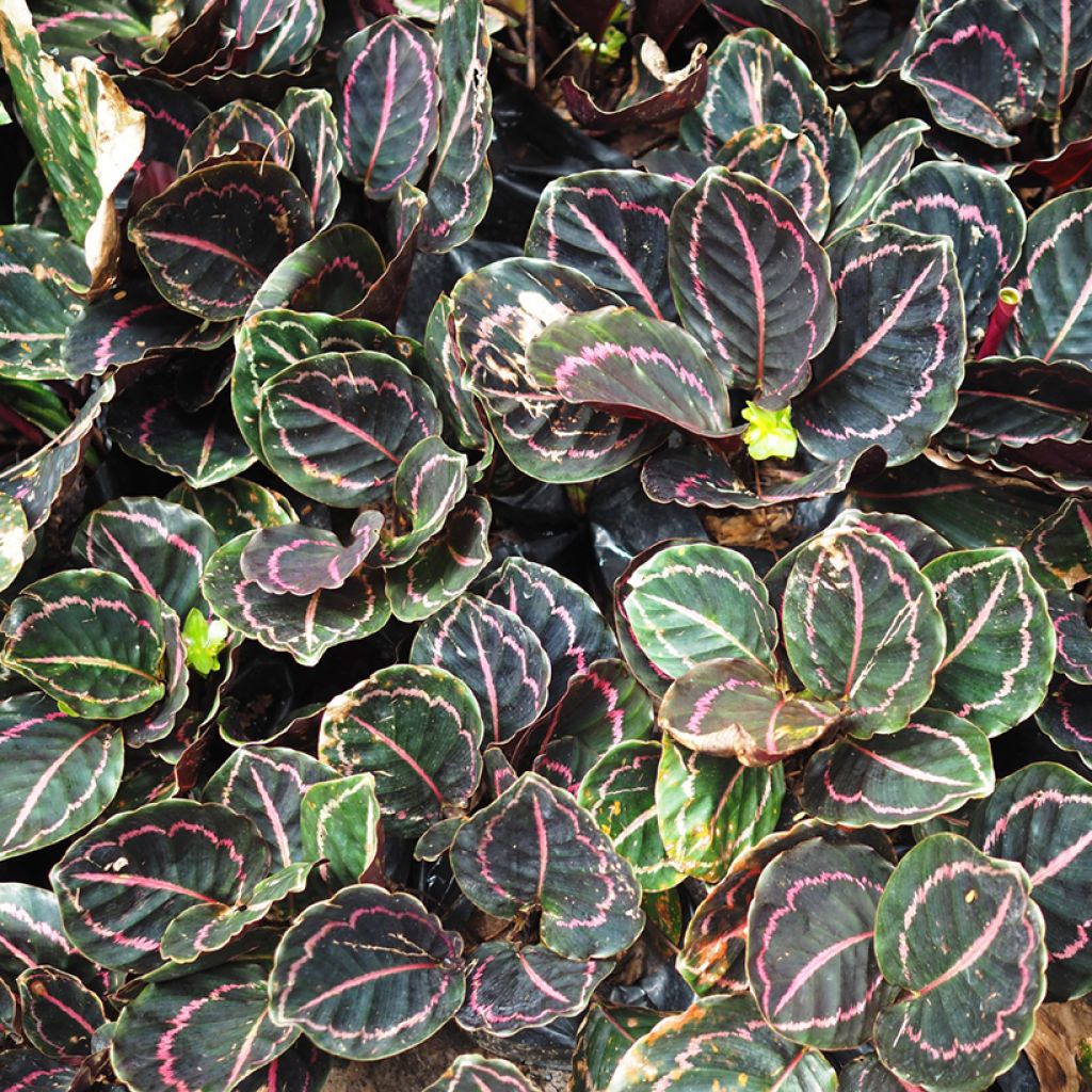 Calathea roseopicta - Rose-painted calathea