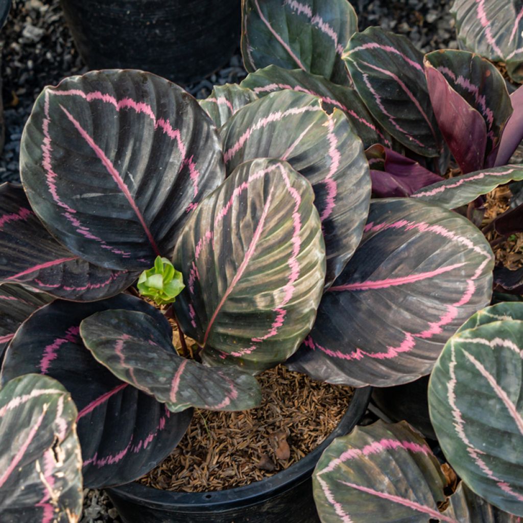 Calathea roseopicta - Rose-painted calathea