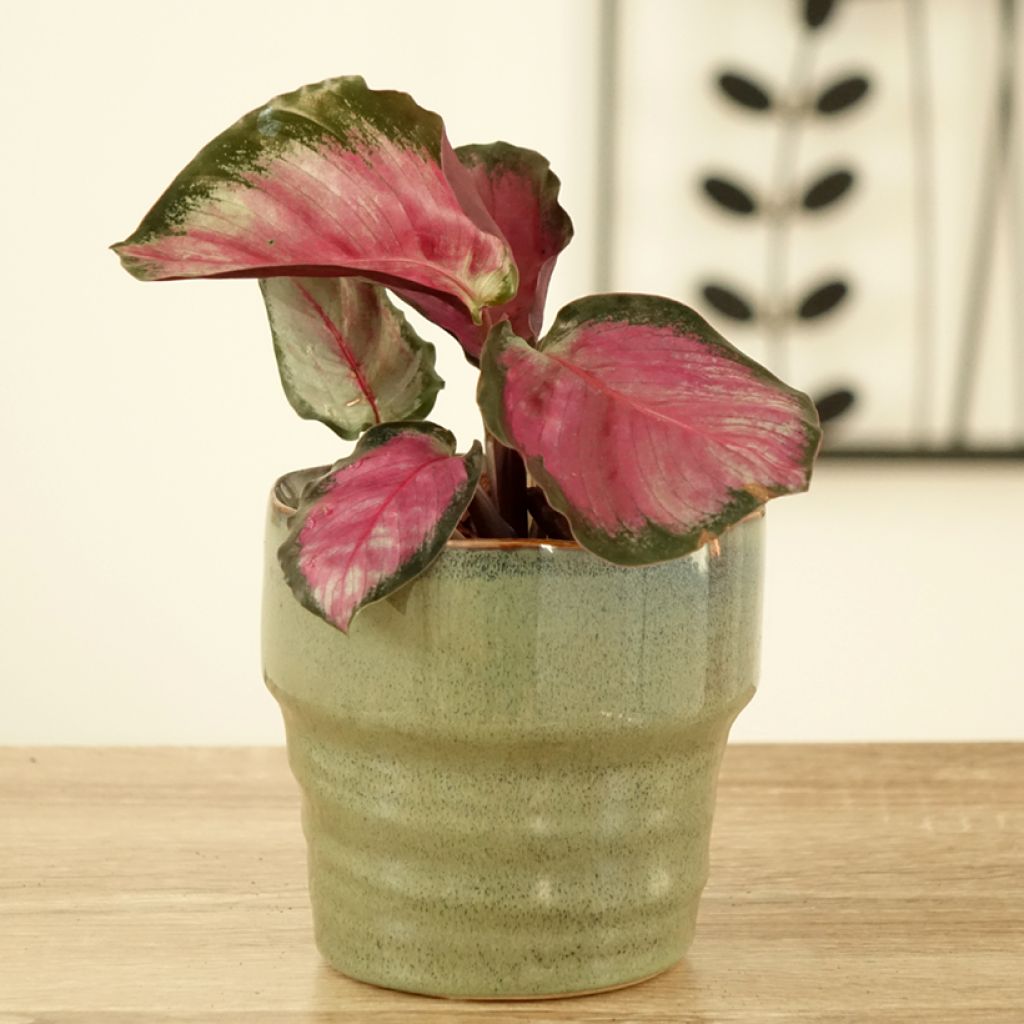 Calathea roseopicta Rosy - Rose-painted calathea