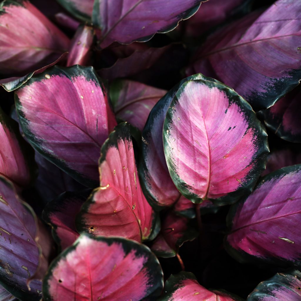 Calathea roseopicta Rosy - Rose-painted calathea