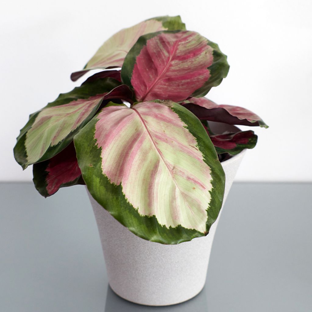 Calathea roseopicta Rosy - Rose-painted calathea