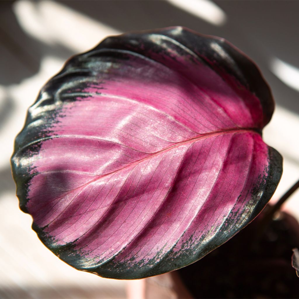 Calathea roseopicta Rosy - Rose-painted calathea