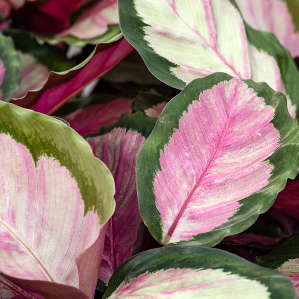 Calathea roseopicta Rosy - Rose-painted calathea