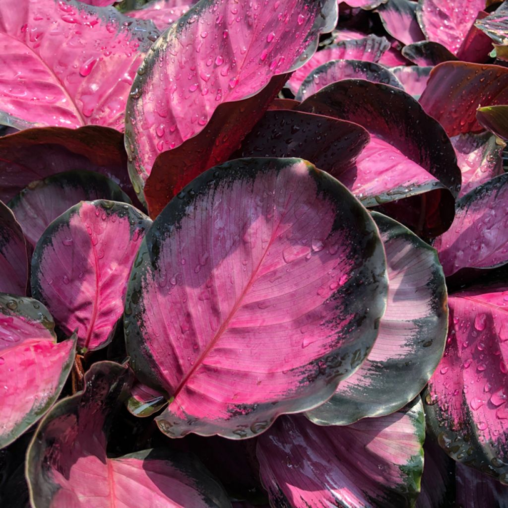 Calathea roseopicta Rosy - Rose-painted calathea