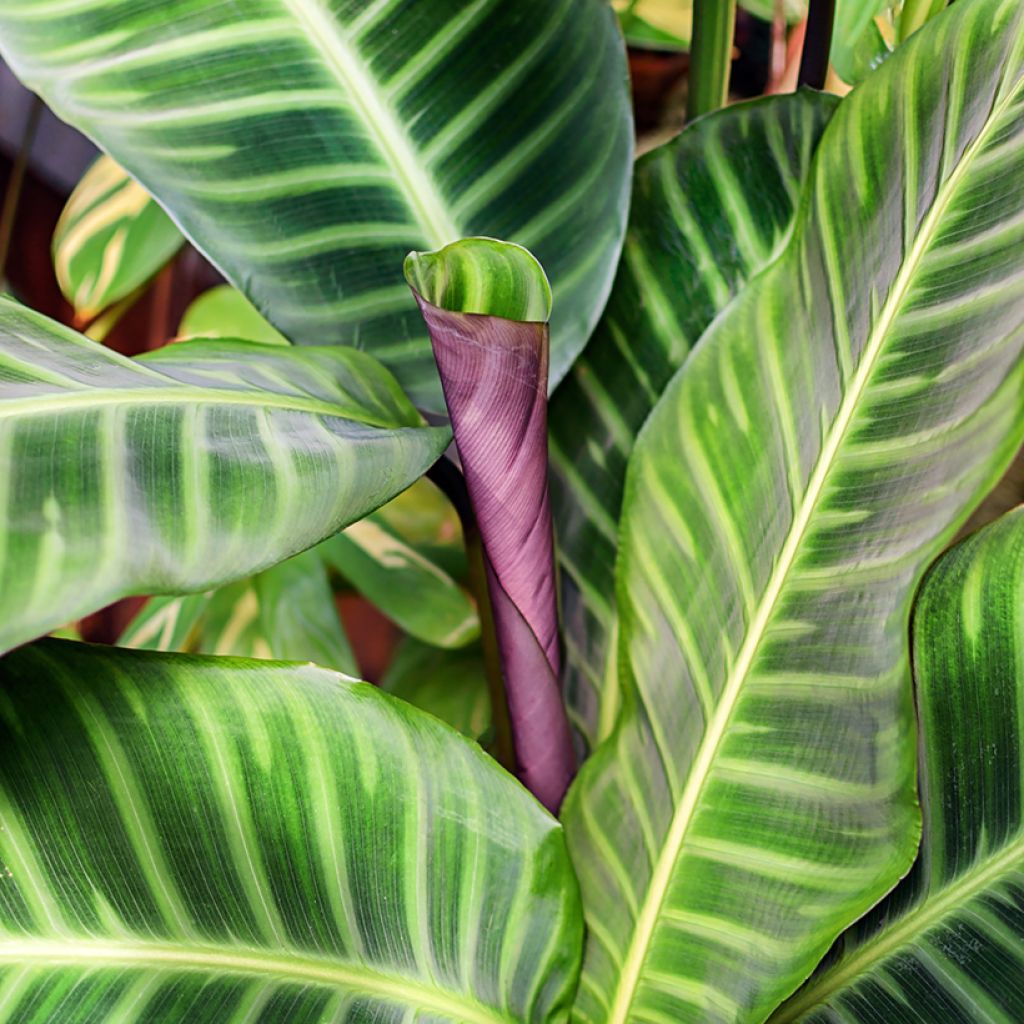 Calathea zebrina - Zebra Plant